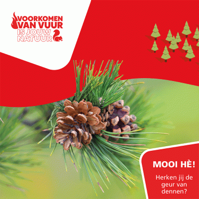 Afbeelding van een denneappel, met de tekst 