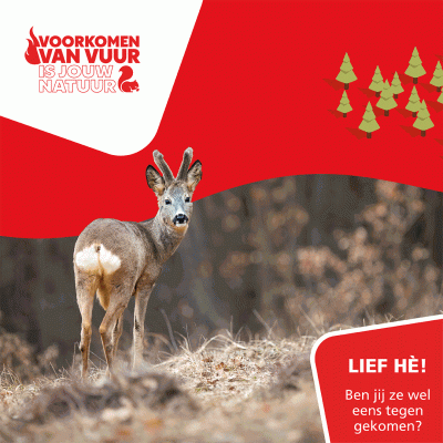 Afbeelding van een ree. Daarbij staat de tekst 
